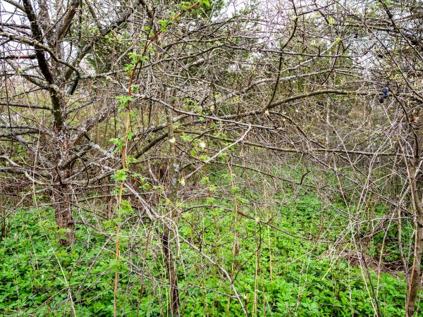 Underbrush Clearing in Jefferson City
