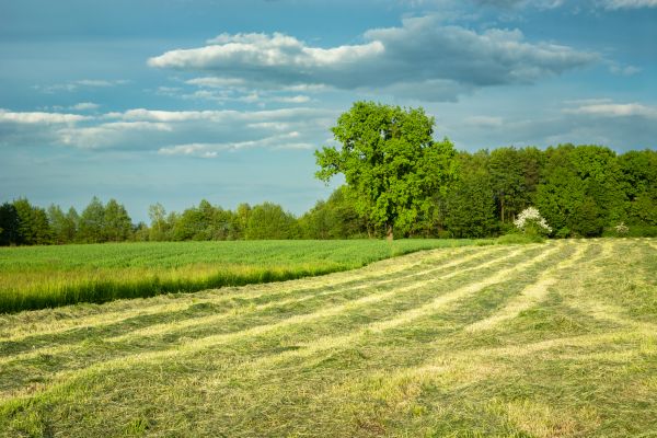 Cost of Vegetation Removal in Jefferson City